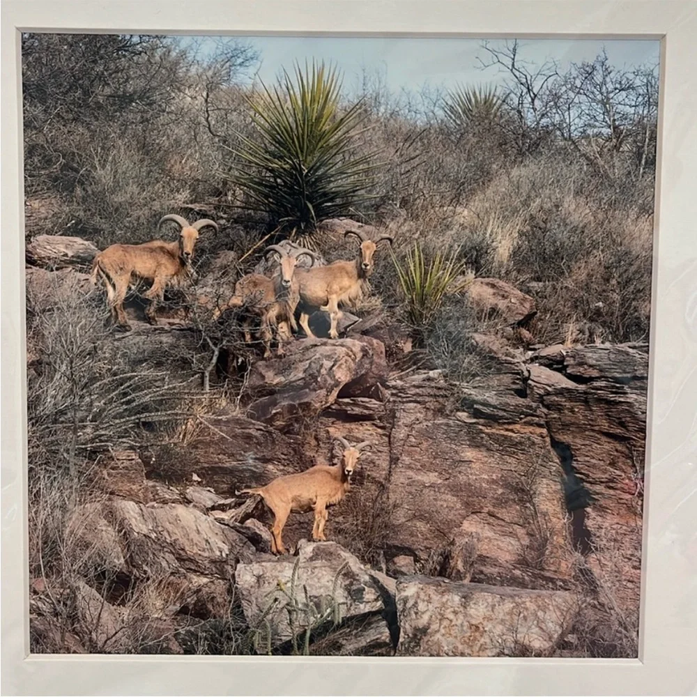 “Aoudad on the Lookout” by Cathryn A. Hoyt framed Picture from Fort Davis TX
